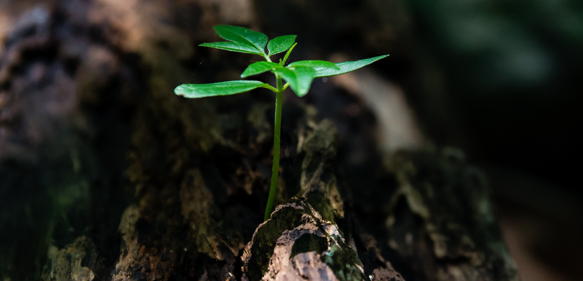 Reforestaton in Europe